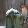 Red-Bellied Woodpecker