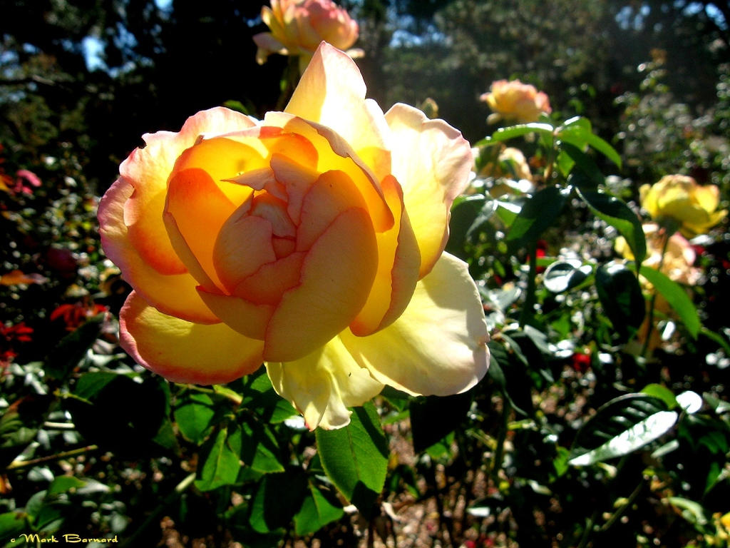 Sunlit Rose by K-Jackson-Katss on DeviantArt