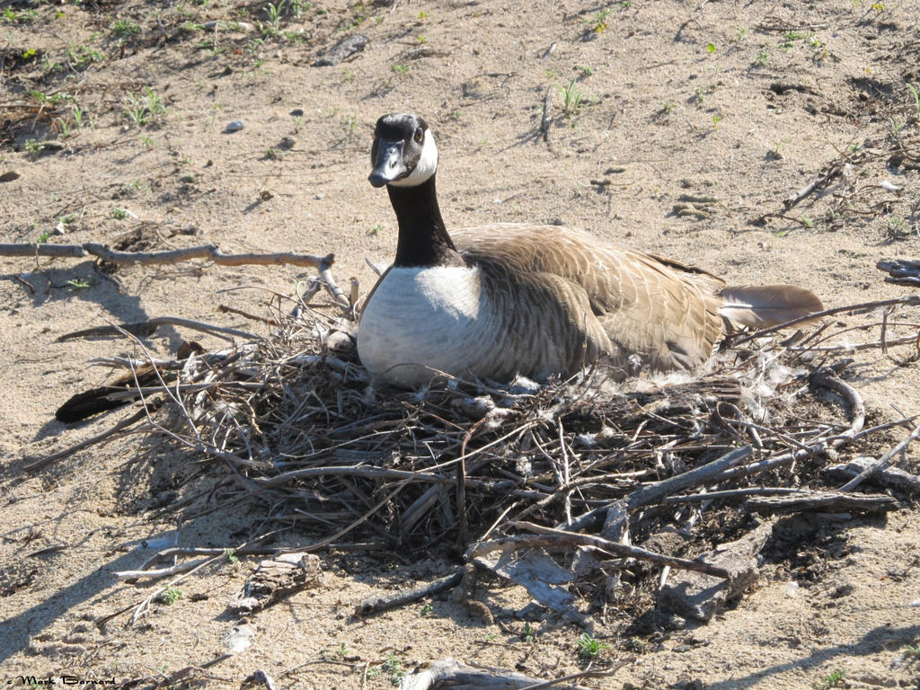 Nesting Goose Drawing Nesting Goose by K-Jackson-Katss on DeviantArt