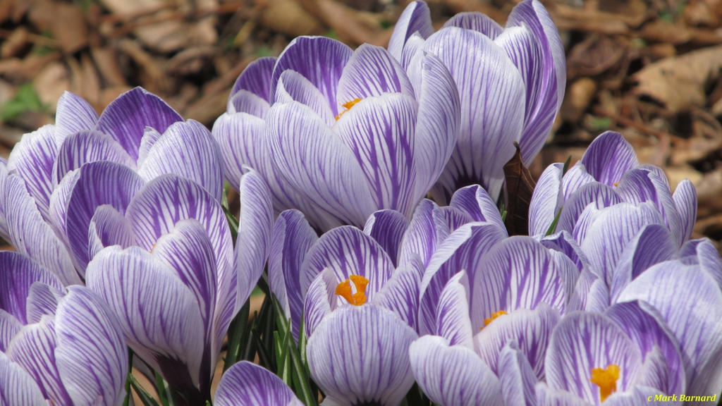 Striped Crocus # 2 by K-Jackson-Katss on DeviantArt
