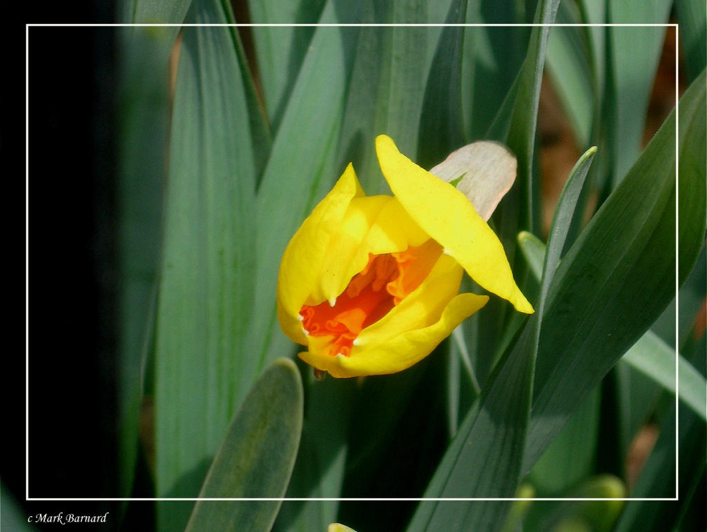 Spring Bud Single Single Bud by K-Jackson-Katss on DeviantArt