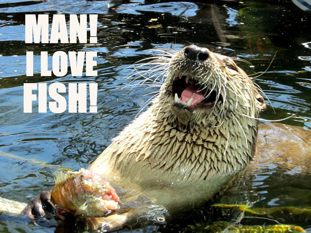 Love Go Fish I Love Fish by K-Jackson-Katss on DeviantArt