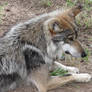 Wolf Adult 3rd. Visit 1