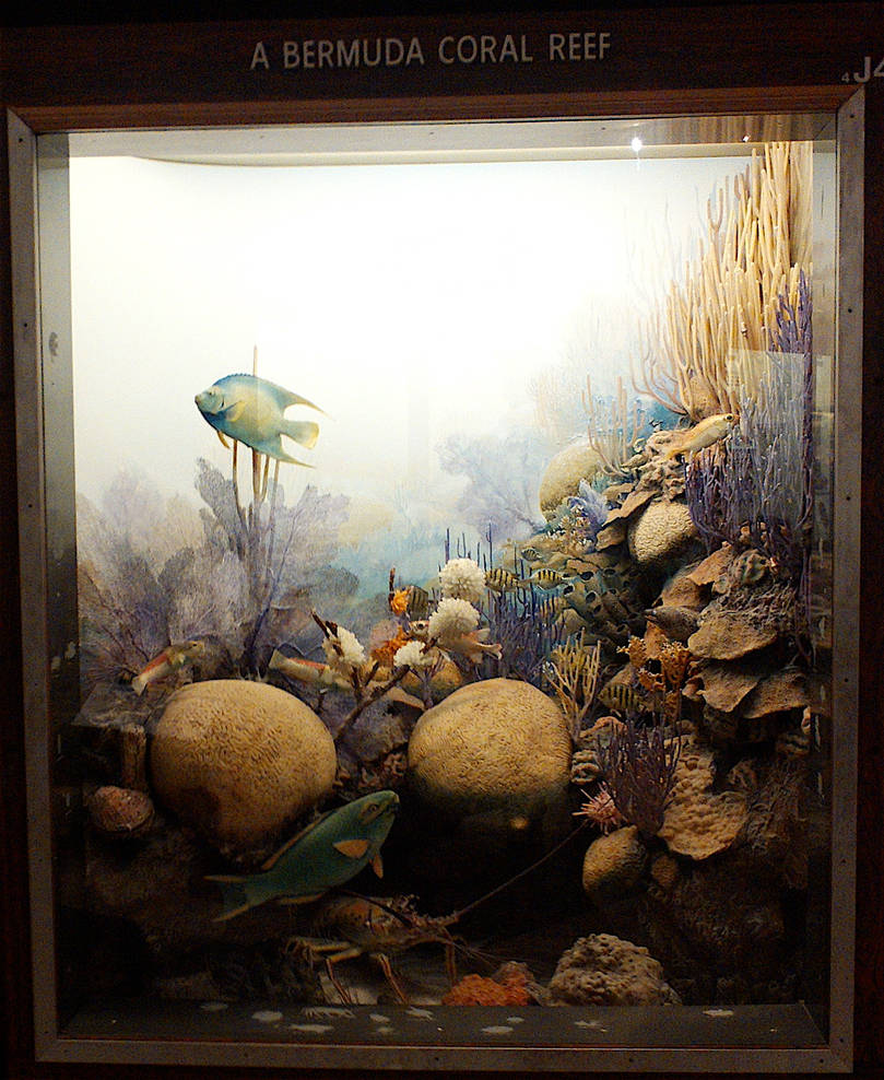 Coral Reef Diorama by Pr0teusUnbound on DeviantArt