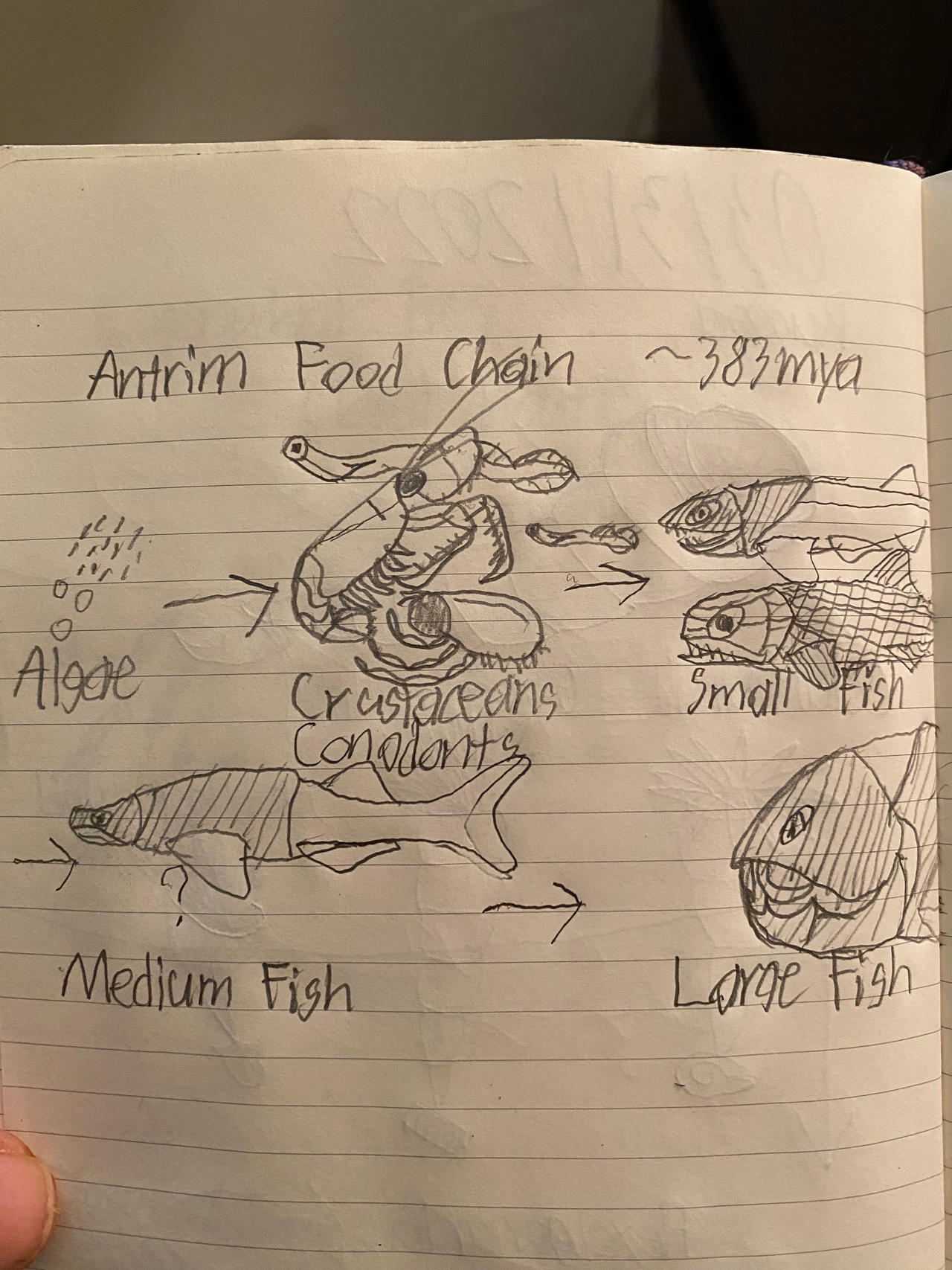 Antrim Shale Food Chain by Pr0teusUnbound on DeviantArt