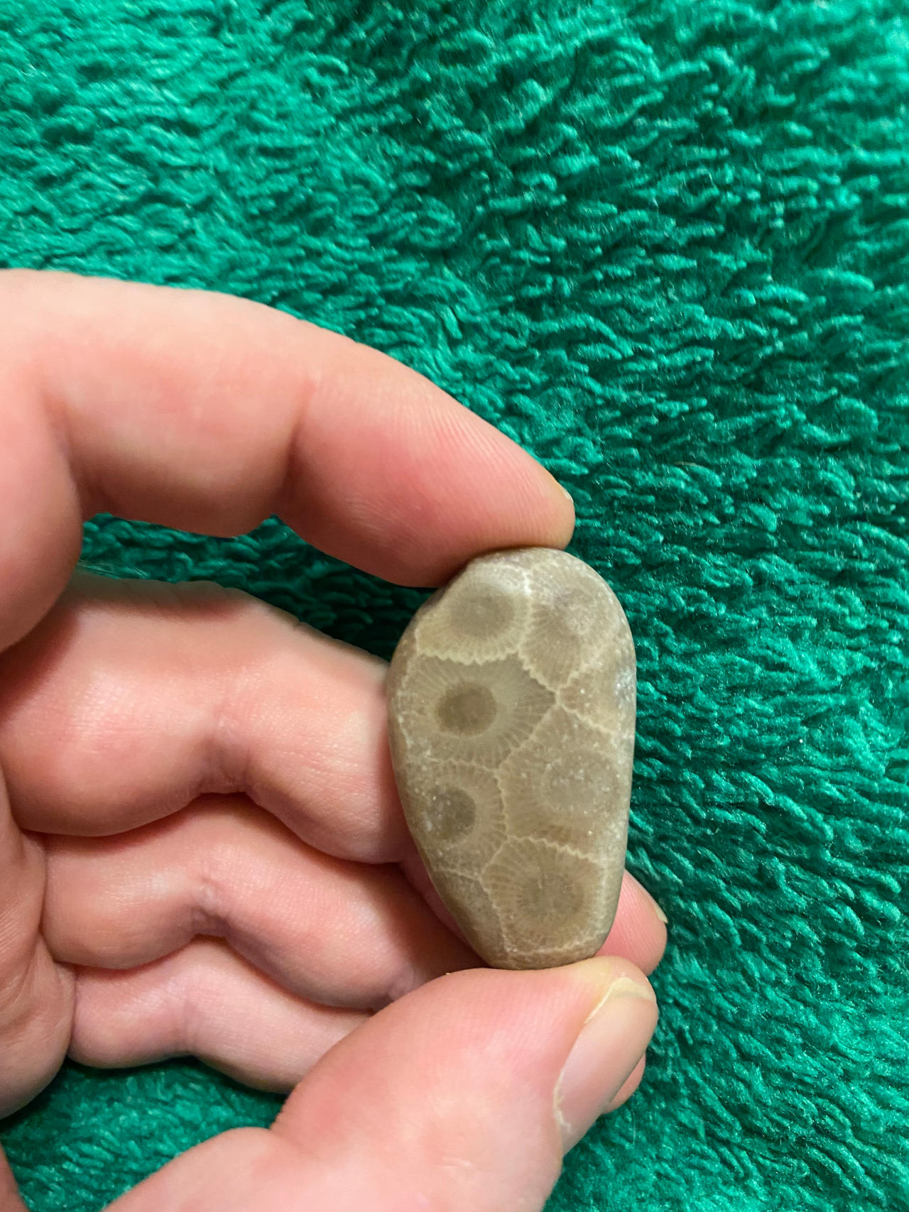 Petoskey Stone By Pr0teusUnbound On DeviantArt