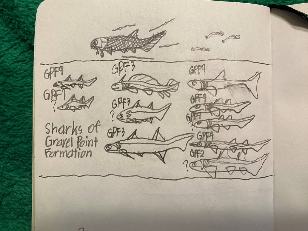 Sharks of the Gravel Point Formation