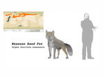 Neanean Sand Fox by Midiaou