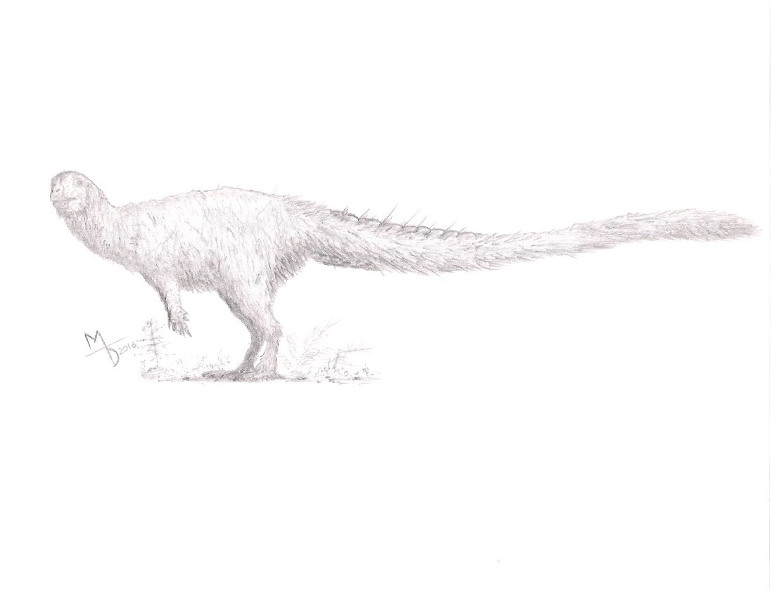 Leaellynasaura amicagraphica, Southern Woolly Fowl