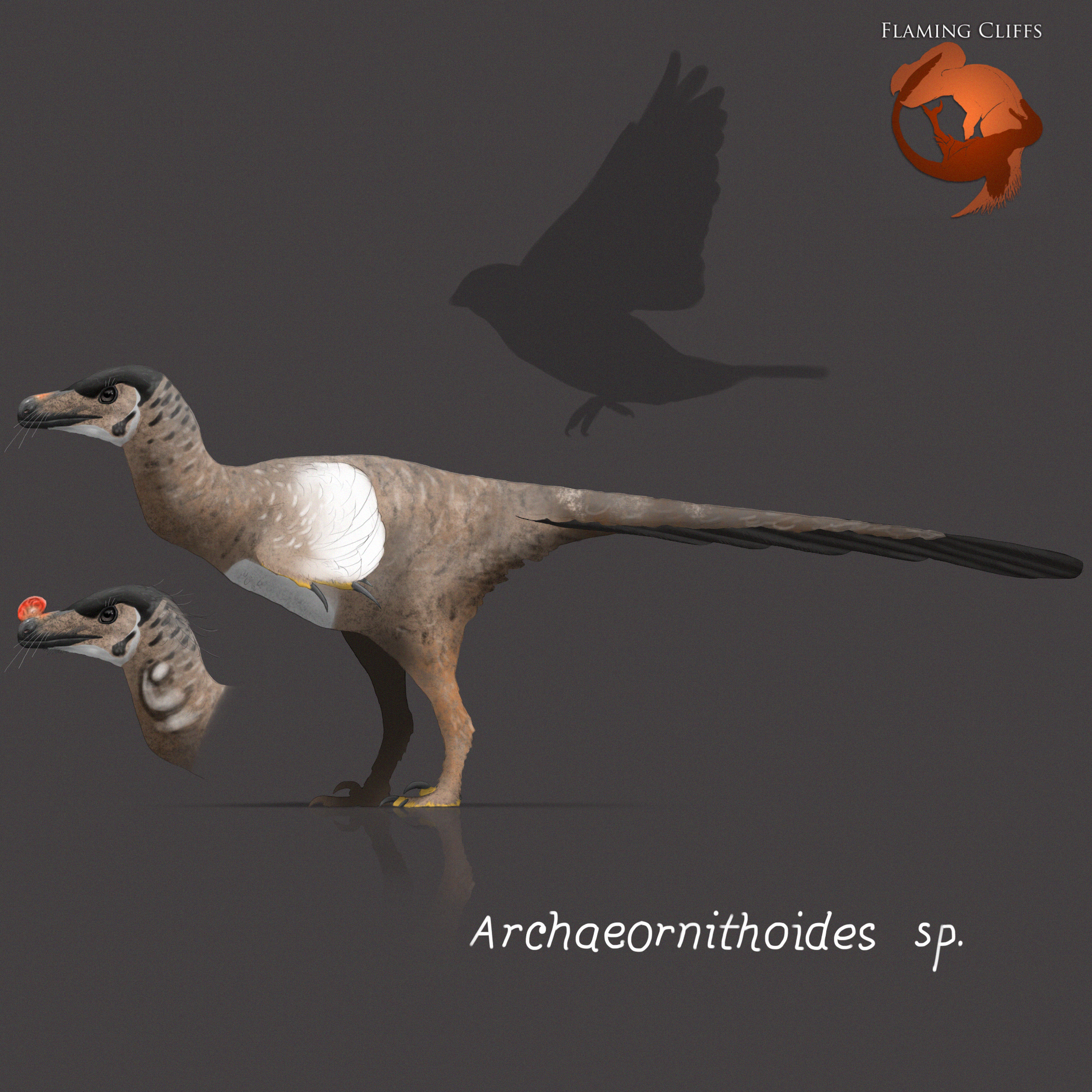 FC Archaeornithoides