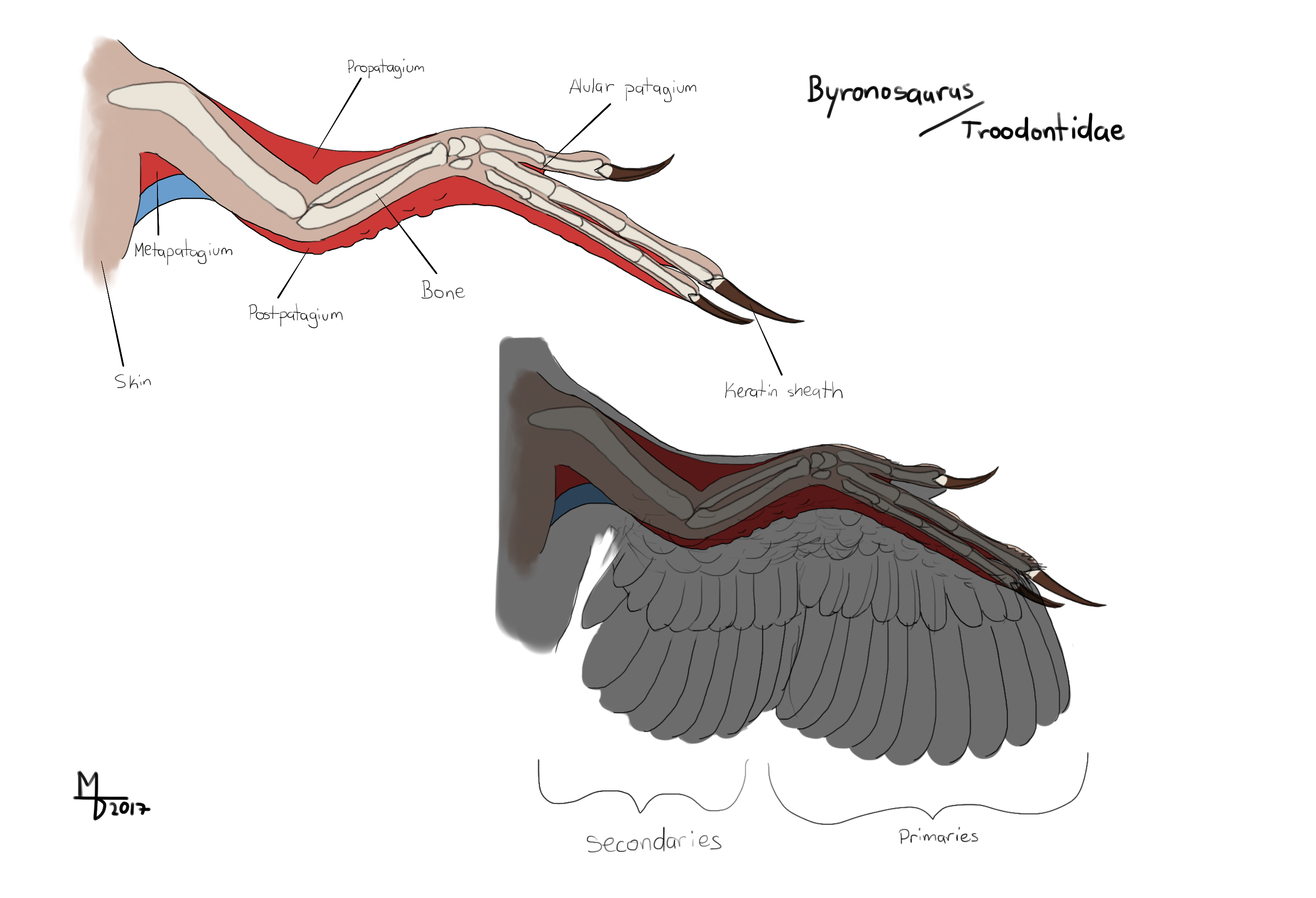 Troodontidae Wing