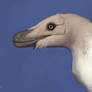 Velociraptor Male in Non-breeding Plumage