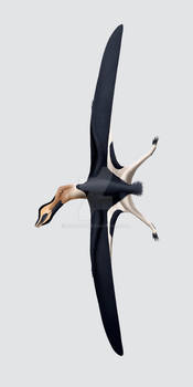 Pteros Cimoliopterus