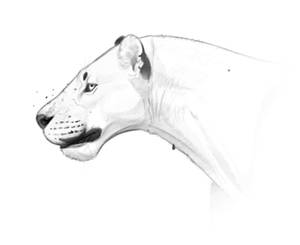 Homotherium Bust