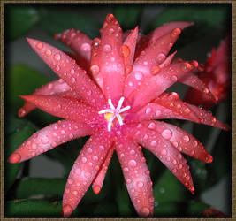 Easter Cactus Flower full-size