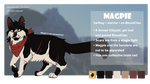 Magpie 2021 by maxx-jpg