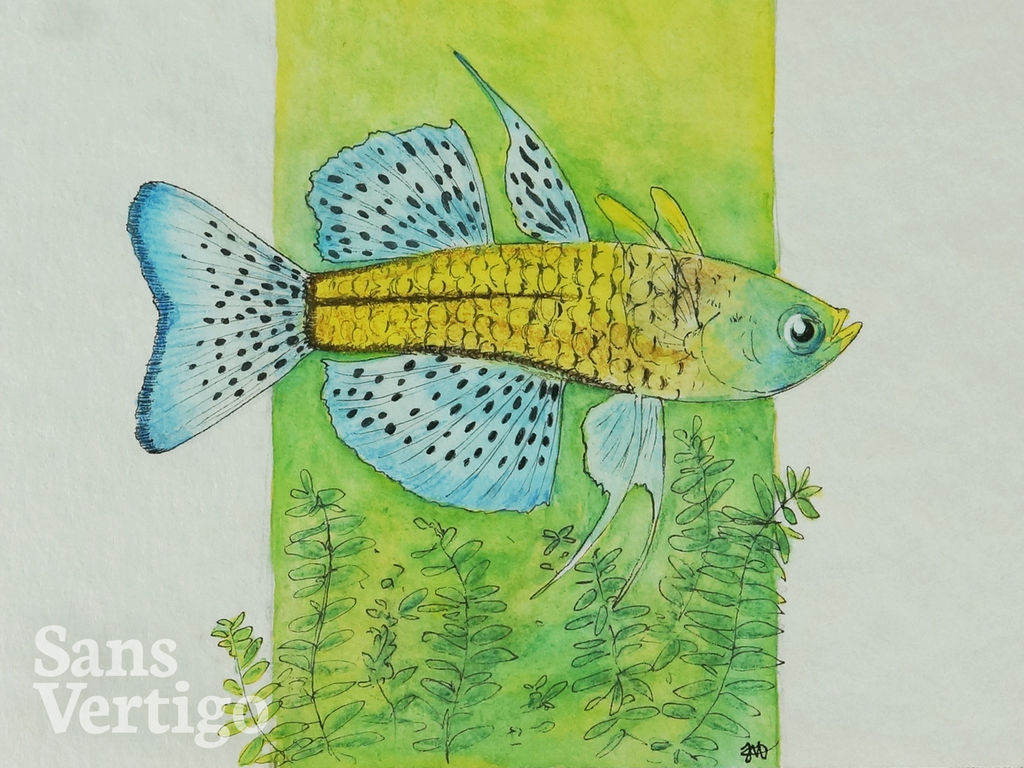 Spotted Blue-Eye Fish by sansvertigo on DeviantArt