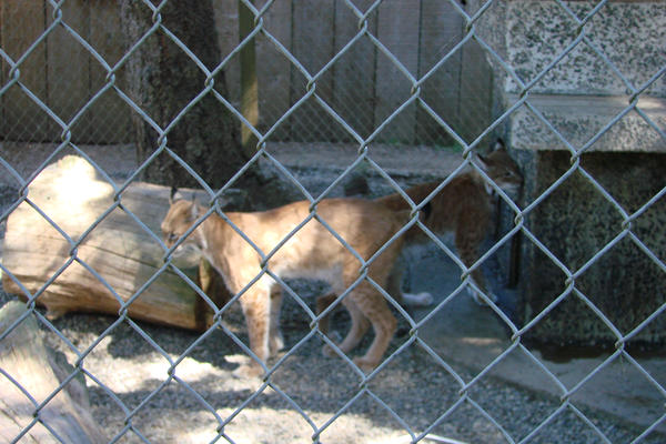 Bobcat, Lynx