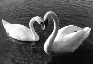 Swan Love