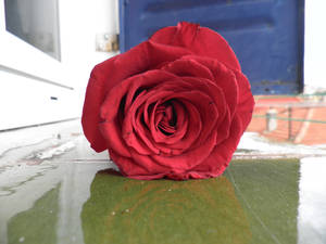 rose one