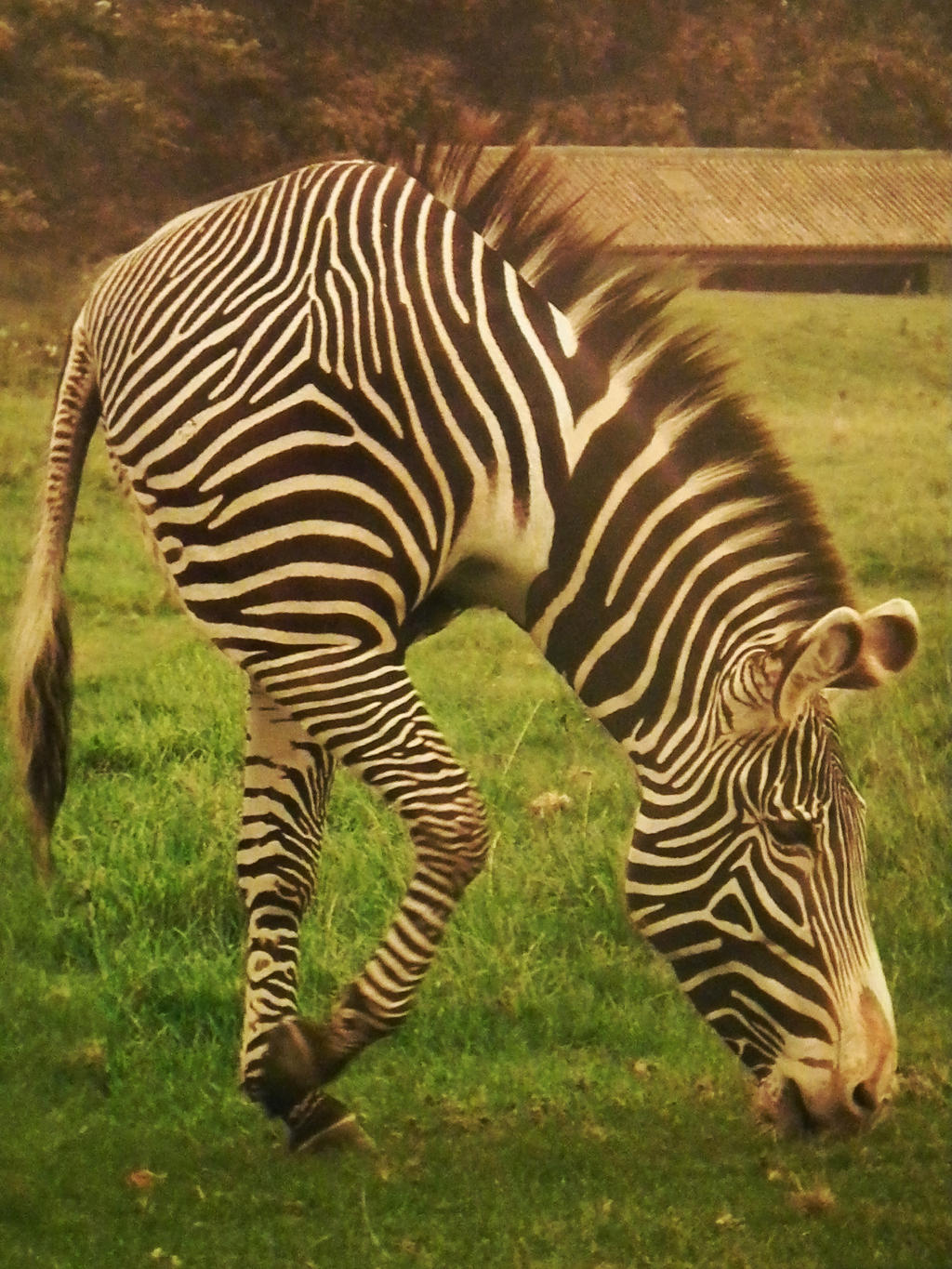 Two Legs Zebra by Moonpigs on DeviantArt