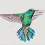 Hummingbird