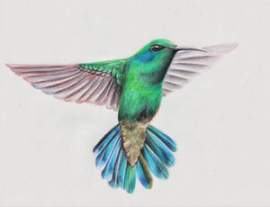 Hummingbird