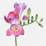Freesia - Colored Pencils