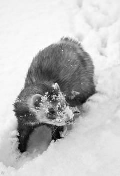 Snow ferret