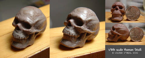 Human Skull - 1:8th scale