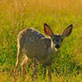 Fawn in Gold