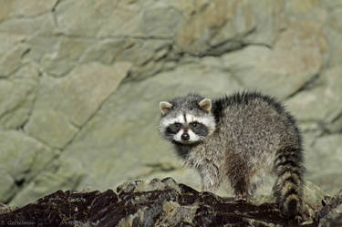 Racoon by the Sea