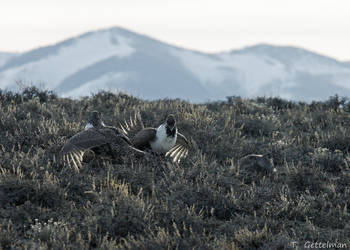 Greater sage-grouse fight 1