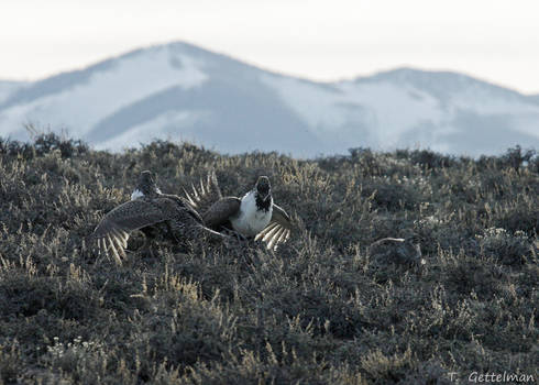 Greater sage-grouse fight 1