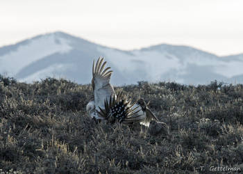 Greater sage-grouse fight 2