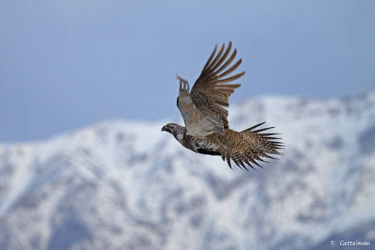 Greater sage-grouse flying