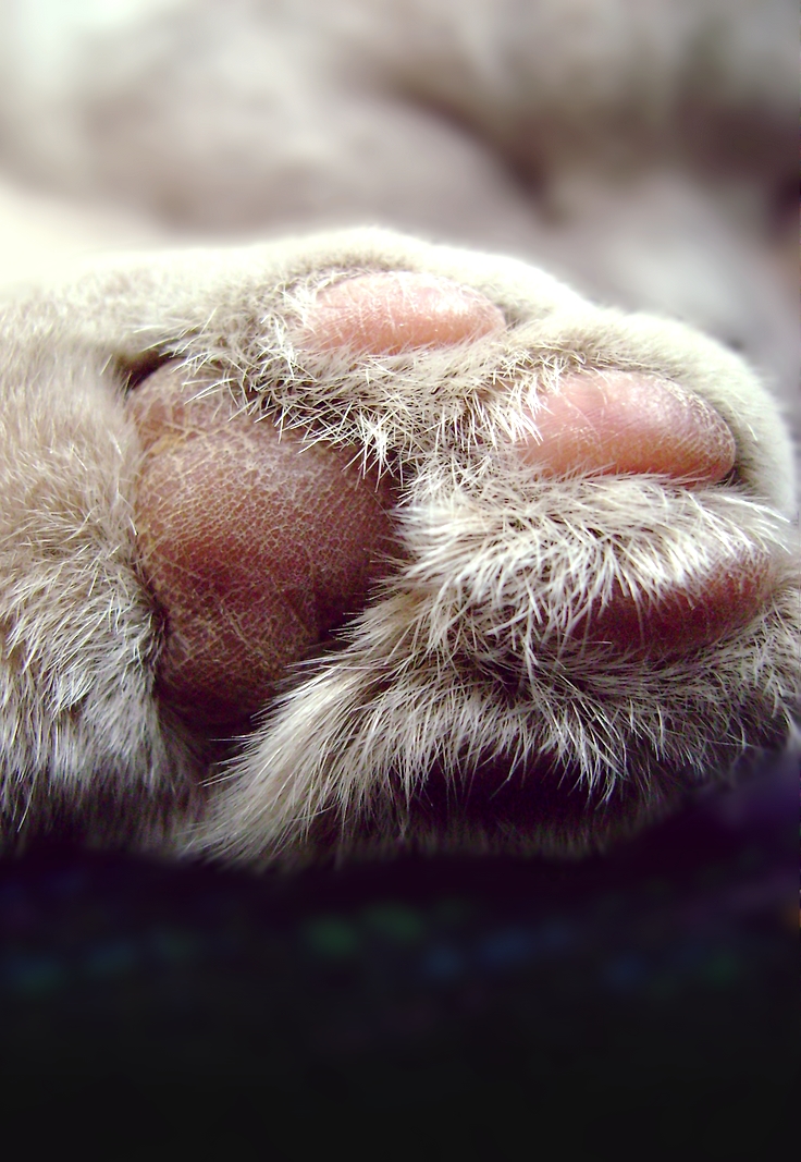 Paw II.