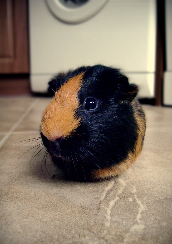 Guinea Portrait