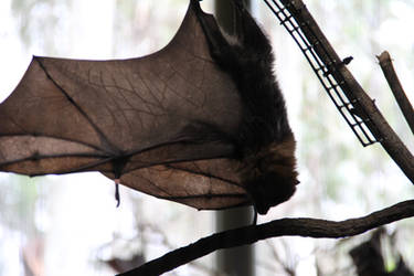 Bat Wing 2