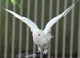Snow Owl 2