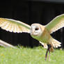 Barn Owl 3