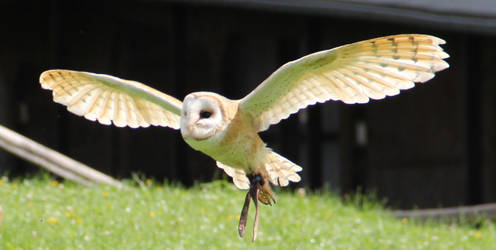 Barn Owl 3