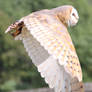 Barn Owl 4