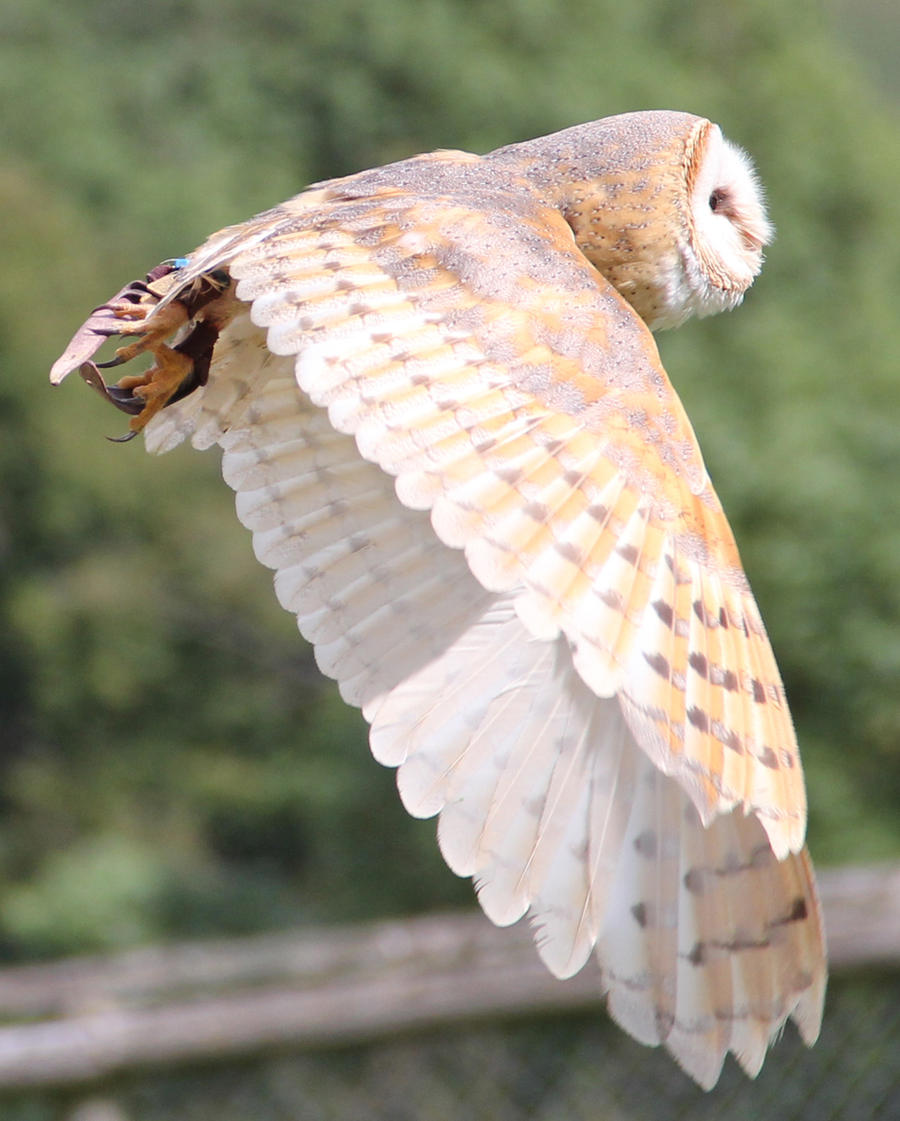 Barn Owl 4 by Chocomix-Stock