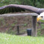 Bald Eagle 2