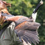 Harris Hawk 2