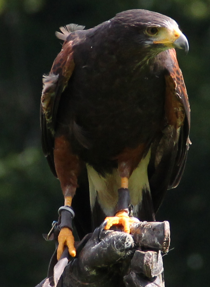 Harris Hawk 3