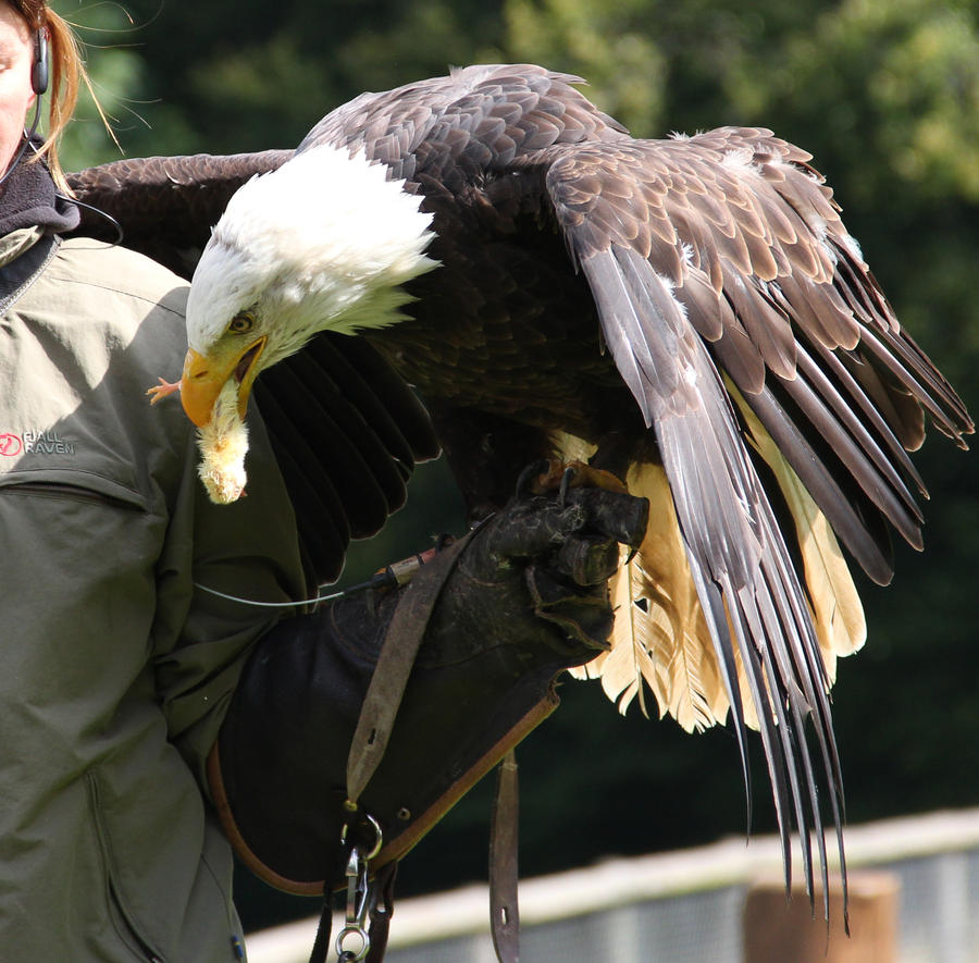 Bald Eagle 5