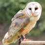 Barn Owl 11