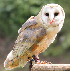 Barn Owl 11